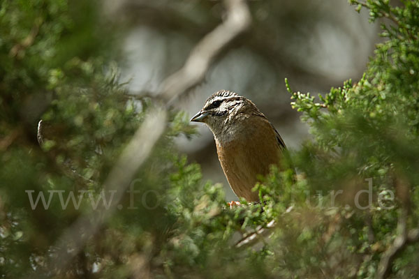 Zippammer (Emberiza cia)