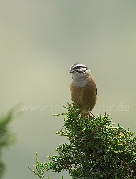 Zippammer (Emberiza cia)