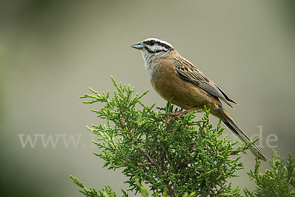 Zippammer (Emberiza cia)