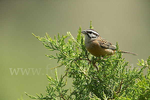 Zippammer (Emberiza cia)