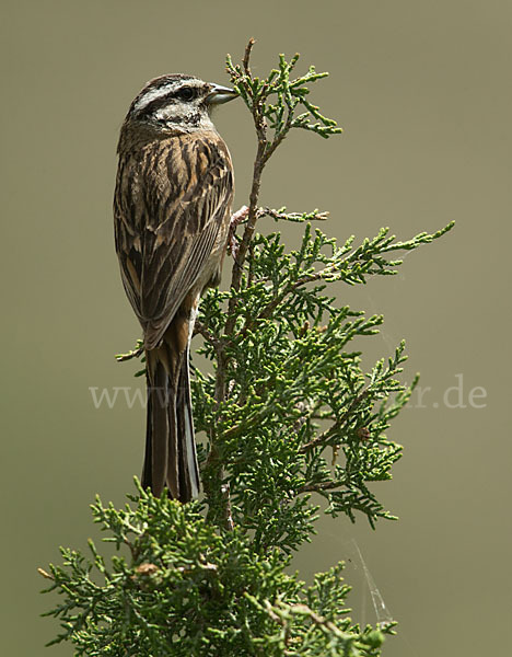 Zippammer (Emberiza cia)