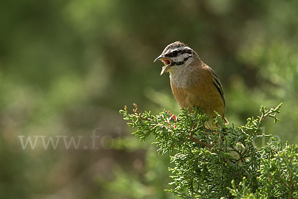 Zippammer (Emberiza cia)