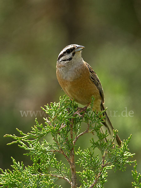 Zippammer (Emberiza cia)