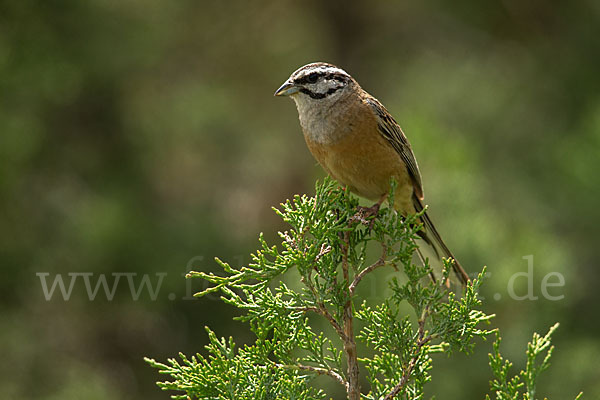 Zippammer (Emberiza cia)