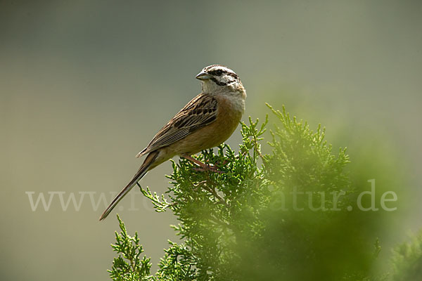 Zippammer (Emberiza cia)