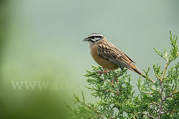 Zippammer (Emberiza cia)