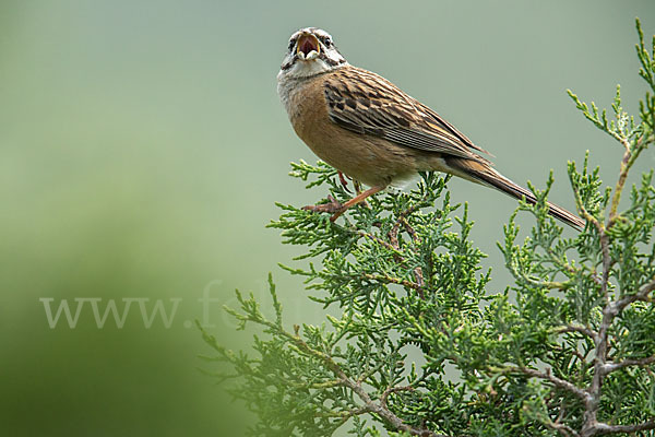 Zippammer (Emberiza cia)