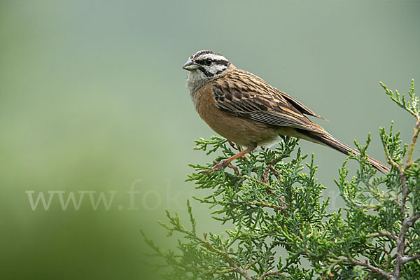 Zippammer (Emberiza cia)