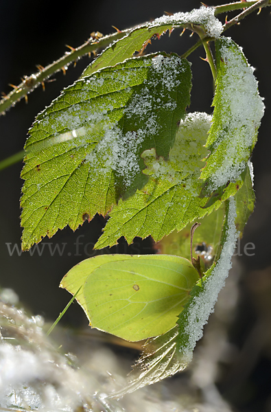 Zitronenfalter (Gonepteryx rhamni)