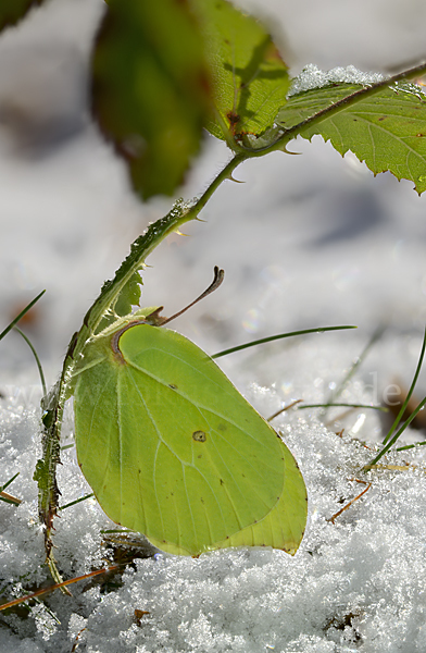 Zitronenfalter (Gonepteryx rhamni)