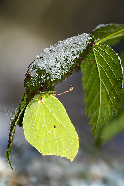 Zitronenfalter (Gonepteryx rhamni)