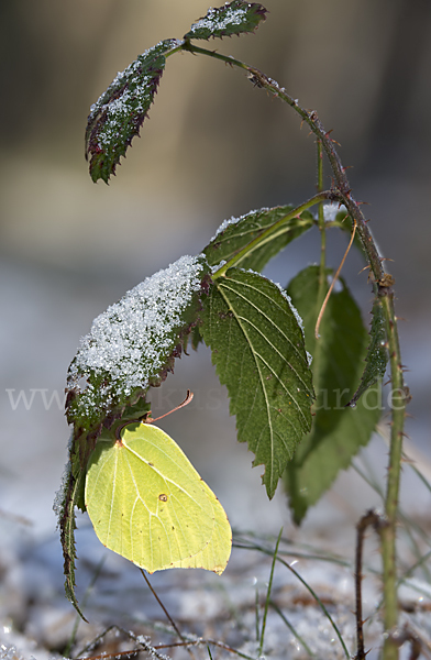 Zitronenfalter (Gonepteryx rhamni)