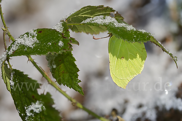 Zitronenfalter (Gonepteryx rhamni)