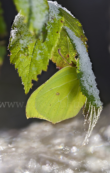 Zitronenfalter (Gonepteryx rhamni)