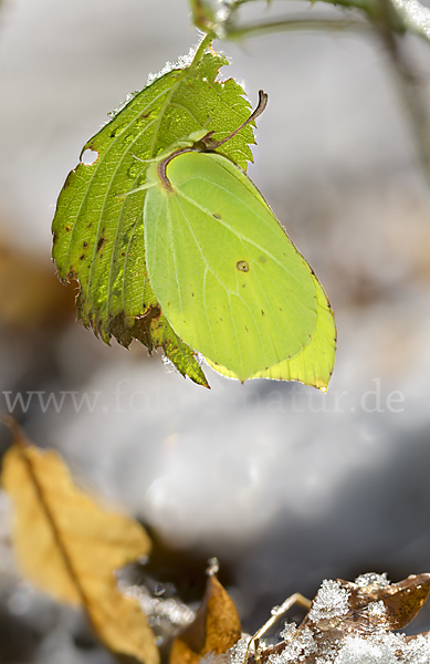 Zitronenfalter (Gonepteryx rhamni)