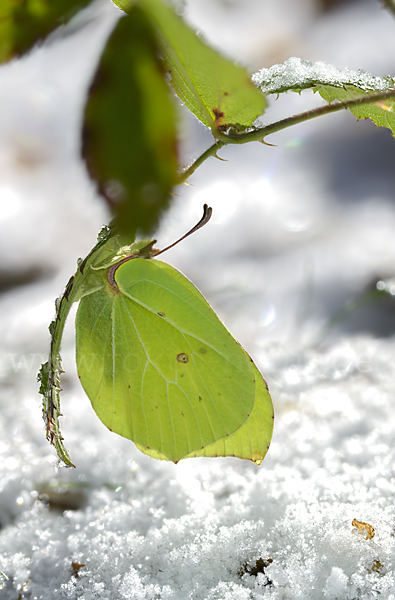 Zitronenfalter (Gonepteryx rhamni)