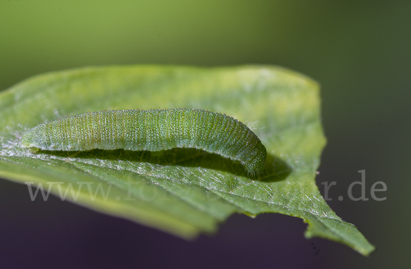 Zitronenfalter (Gonepteryx rhamni)