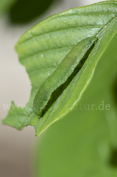 Zitronenfalter (Gonepteryx rhamni)