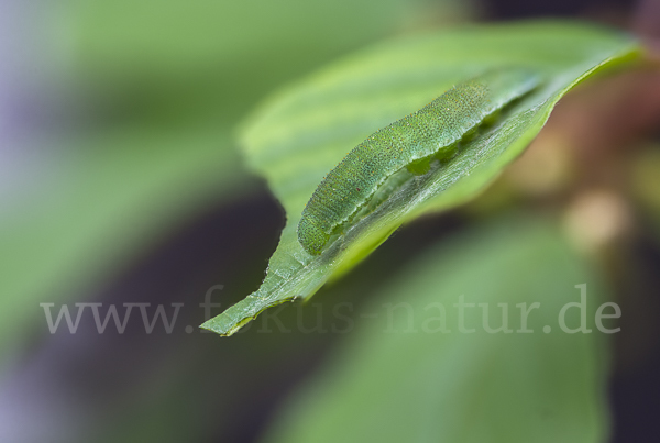 Zitronenfalter (Gonepteryx rhamni)