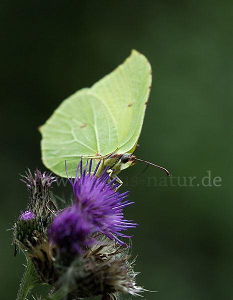 Zitronenfalter (Gonepteryx rhamni)