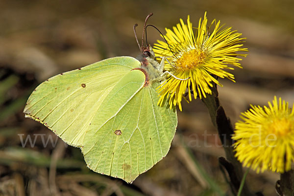 Zitronenfalter (Gonepteryx rhamni)