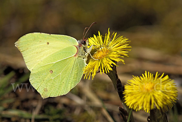 Zitronenfalter (Gonepteryx rhamni)