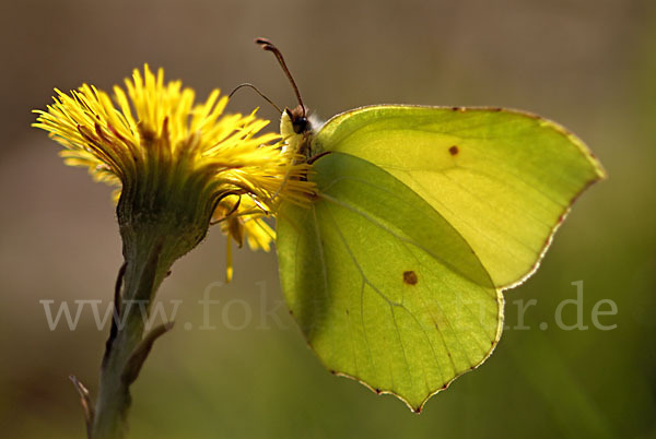 Zitronenfalter (Gonepteryx rhamni)