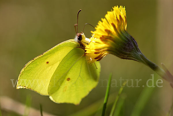 Zitronenfalter (Gonepteryx rhamni)