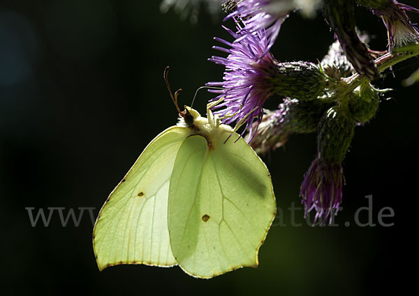 Zitronenfalter (Gonepteryx rhamni)