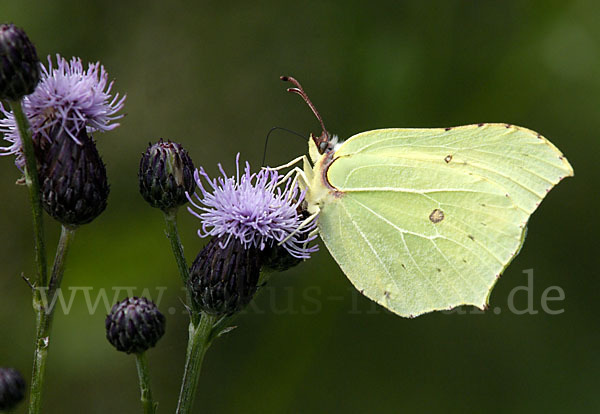 Zitronenfalter (Gonepteryx rhamni)