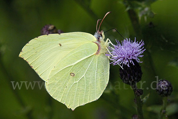 Zitronenfalter (Gonepteryx rhamni)