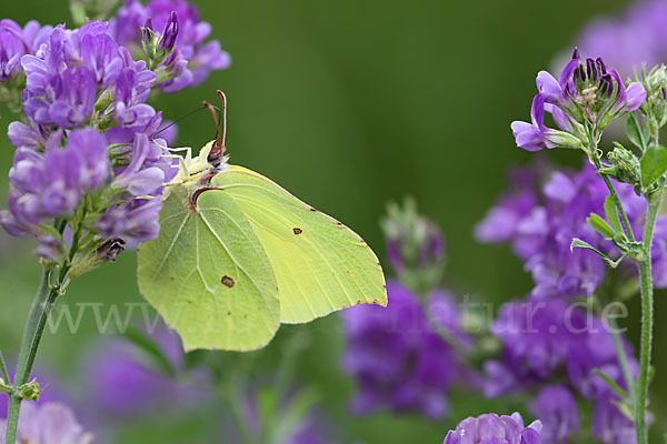 Zitronenfalter (Gonepteryx rhamni)