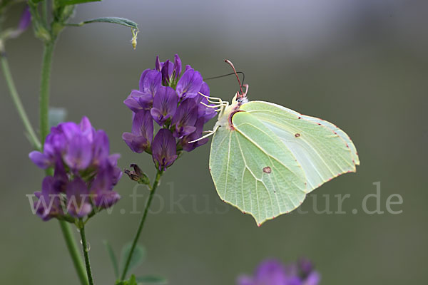 Zitronenfalter (Gonepteryx rhamni)