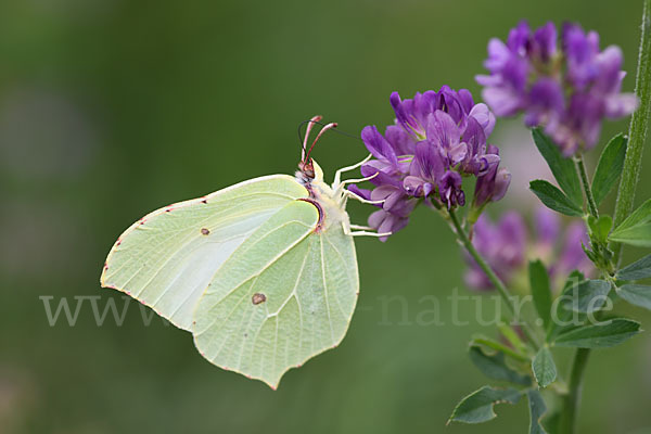 Zitronenfalter (Gonepteryx rhamni)