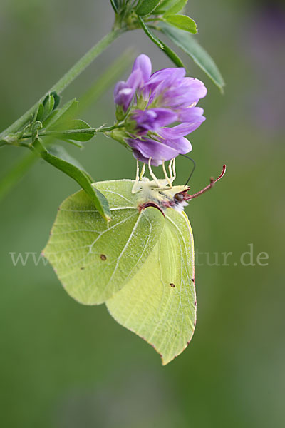 Zitronenfalter (Gonepteryx rhamni)