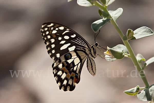 Zitrusschwalbenschwanz (Papilio demodocus)