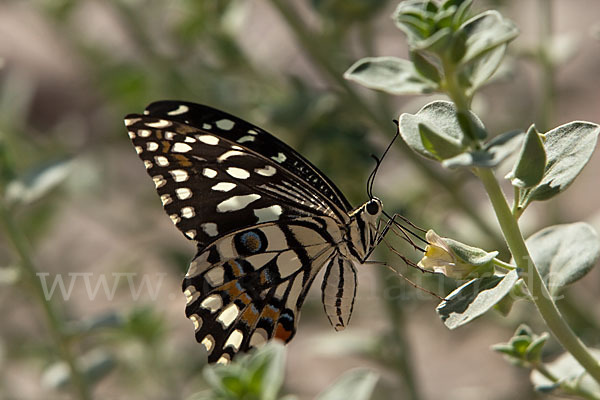 Zitrusschwalbenschwanz (Papilio demodocus)