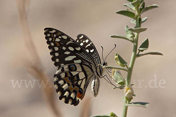 Zitrusschwalbenschwanz (Papilio demodocus)