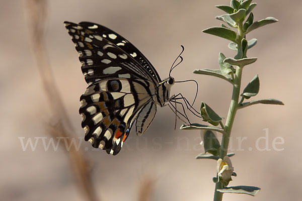 Zitrusschwalbenschwanz (Papilio demodocus)