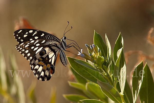 Zitrusschwalbenschwanz (Papilio demodocus)