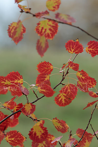 Zitter-Pappel (Populus tremula)