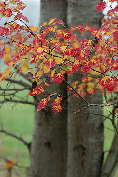 Zitter-Pappel (Populus tremula)