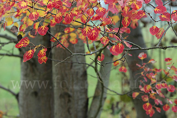 Zitter-Pappel (Populus tremula)