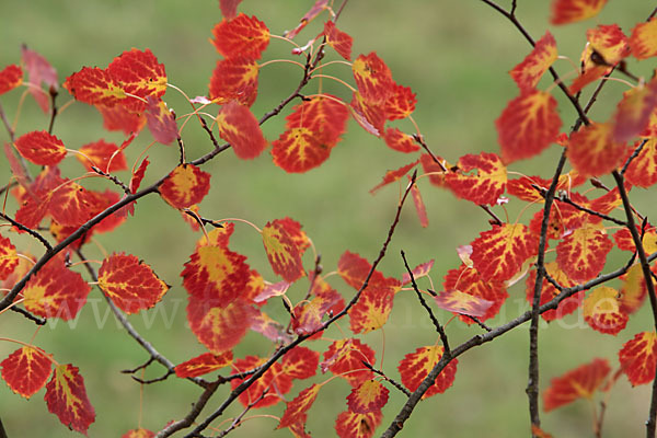 Zitter-Pappel (Populus tremula)