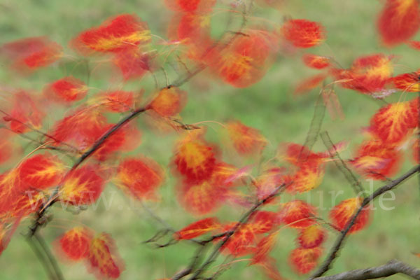 Zitter-Pappel (Populus tremula)