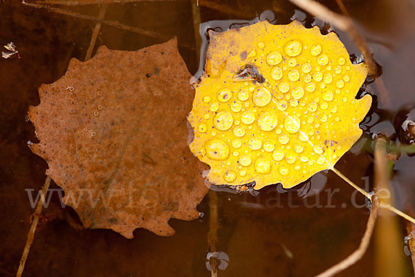 Zitter-Pappel (Populus tremula)