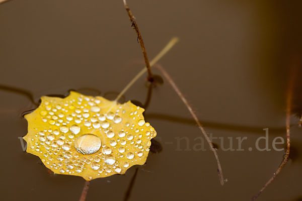 Zitter-Pappel (Populus tremula)