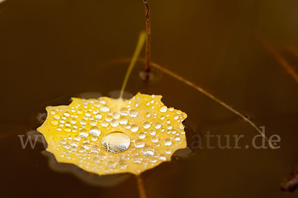 Zitter-Pappel (Populus tremula)