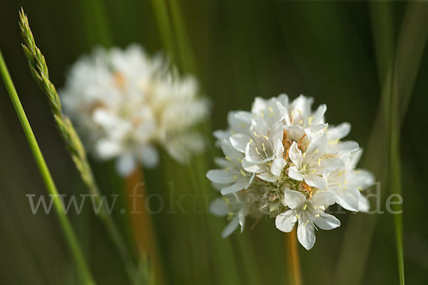 Zottige Grasnelke (Armeria villosa)