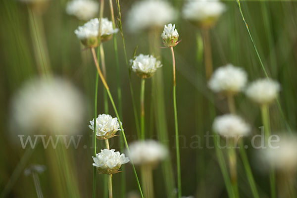 Zottige Grasnelke (Armeria villosa)